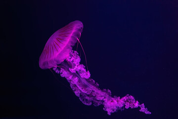 Fluorescent jellyfish swimming underwater aquarium pool with pink neon light. The South American sea nettle chrysaora plocamia in blue water, ocean. Theriology, tourism, diving, undersea life.