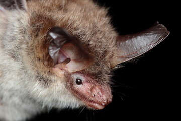 Bechstein's bat (Myotis bechsteinii) portrait in natural habitat