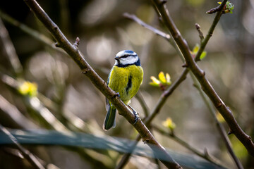 A cyanistes caeruleus, commonly known as a blue tit, perched in an apple tree in springtime