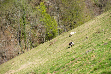 Naklejka na ściany i meble Goats grazing on a sloped field