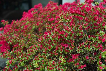 Bush of new flowering red Weigela in the garden