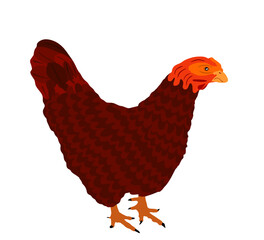 Chicken vector illustration isolated on white background. Hen symbol. Farm chantry. Organic farm food symbol. Poultry female bird.
