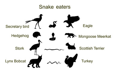 Snake eaters animals vector silhouette illustration isolated on white background. Nature food chain. Snake enemy predators symbol. Birds, wildlife mammals, pets against serpent.