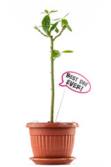 Tropical vibes in your home: Avocado tree on a pure white background
