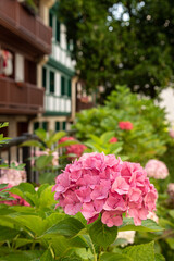 Colorful flowers and plants with traditional houses in the background in the historic old city center, Hondarribia, Basque Country, Spain