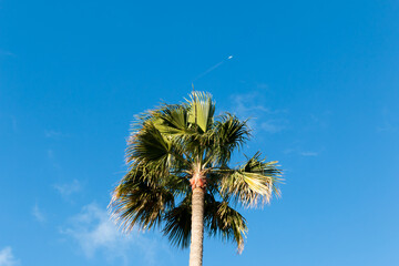 Palm Tree