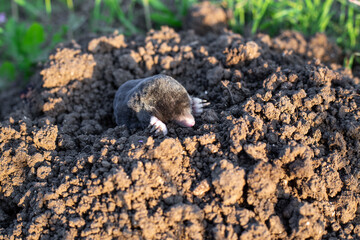 mole crawls out of a wormhole in a vegetable garden on a summer day. Rodent pest control