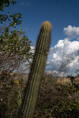 cactus in the desert