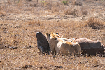 Lion eats a cape buffalo it just killed in Nairobi National Park Kenya