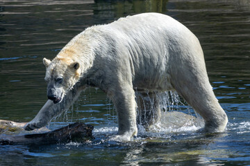 Obraz na płótnie Canvas polar bear in the zoo