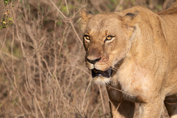 Portrait of a lion looking at camera with bloody mouth after eating a kill - Nairobi National Park Kenya Africa