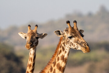 Portrait of two giraffes (one defocused) in Nairobi National Park. Head only