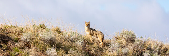Coyote on desert hill in morning light