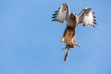 Hawk flying with prey on clear blue sky