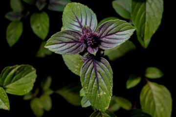 African blue basil leaves with dark background 