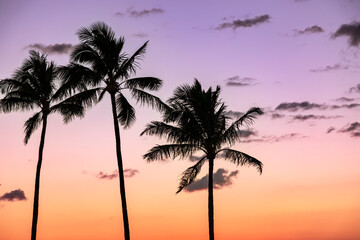Plakat Silhouette coconut palm tree on sunset sky background