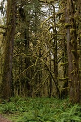 Vertical shot of the tall trees covered with moss in the green Forest