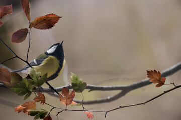 Titmouse bird on a branch.