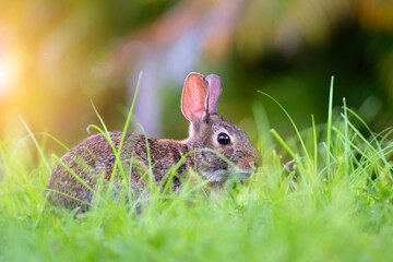 Grey small hare eating grass on summer field. Wild rabbit in nature