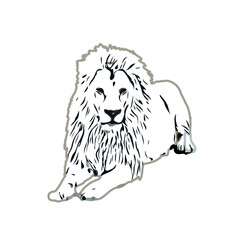Color sketch of a lion with transparent background