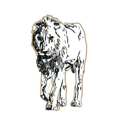 Color sketch of a lion with transparent background