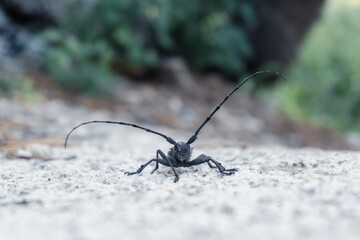 Macro barbel beetle in the wild