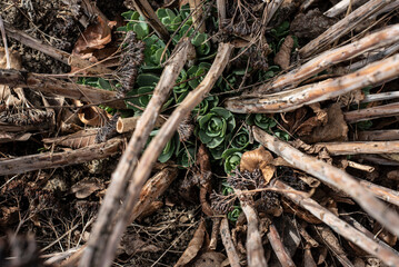 fresh sprouts of sedum plants between dry stems