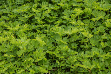 the edible leaves of a ground elder