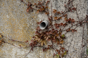 a drainage pipe in a concrete wall grown with climbing vine