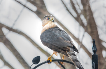 Coopers Hawk on perch