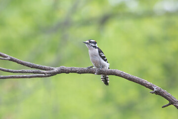 Downy woodpecker on branch
