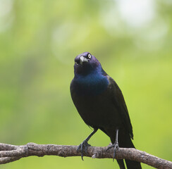 Here's looking at you, Mr. Grackle