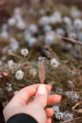 Plant in female hand close up