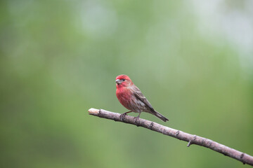 House finch on branch