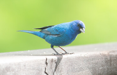 Indigo bunting on wood railing