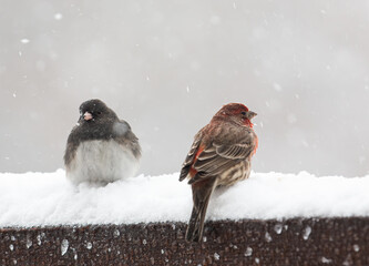 Junco and House finch in winter
