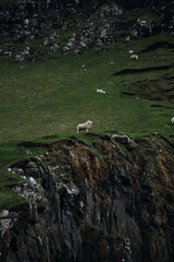 Sheep on top of the mountain