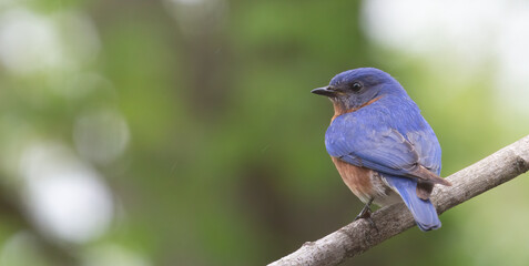 Male Eastern Bluebird perched on branch