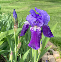 Purple bearded iris