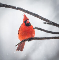 Cardinal on perch while snowing