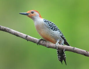 Red bellied perched woodpecker