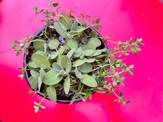 Sage and Thyme
