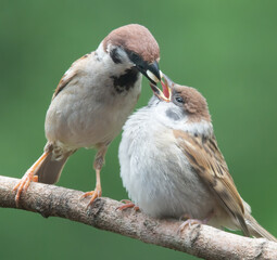 Ready, here it comes, eat your seeds