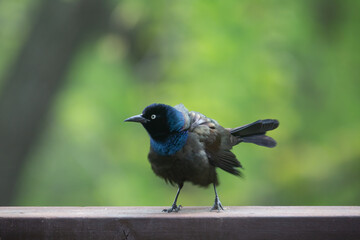 Feathers in a ruffle