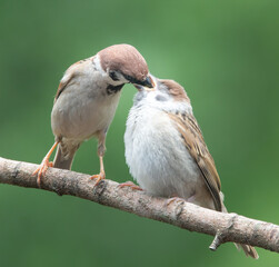 Down your throat goes the bug tree sparrows