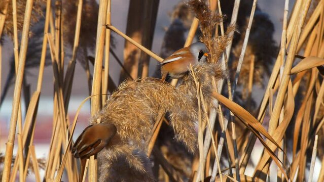 Wildlife - Birds. They feed on bearded reedling (Panurus biarmicus) birds, insects and reed seeds that live in large reeds in wetlands.