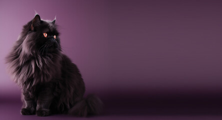 black persian cat portrait purple background. with copy space. generative ai