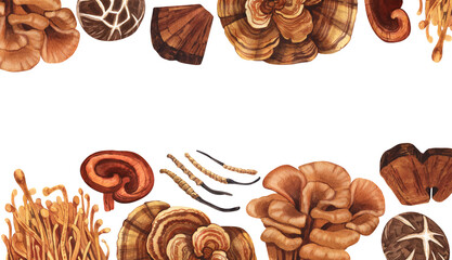 Watercolor medicinal mushroom frame, adaptogenic plant. Hand-drawn illustration isolated on white background. Perfect concept for healthy chinese medicine popular superfood, design packing.