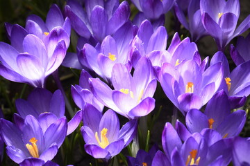 Glowing flower buds, purple crocuses close-up.