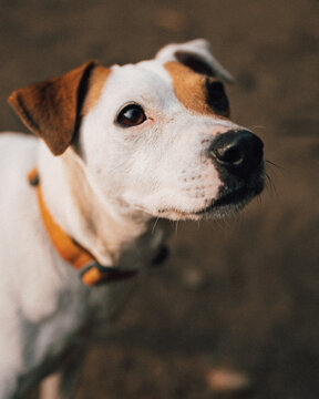 high-quality image of a jack russell terrier dog